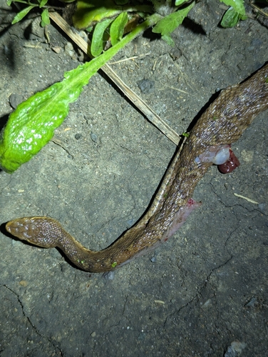 Ussuri Mamushi