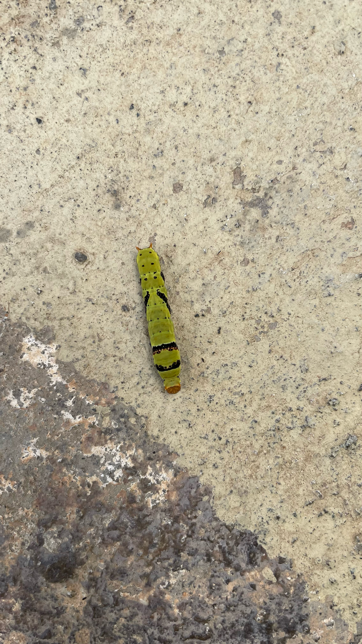 Lime Swallowtail