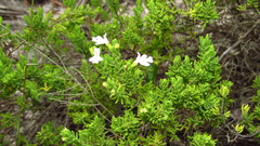 Clinopodium ashei