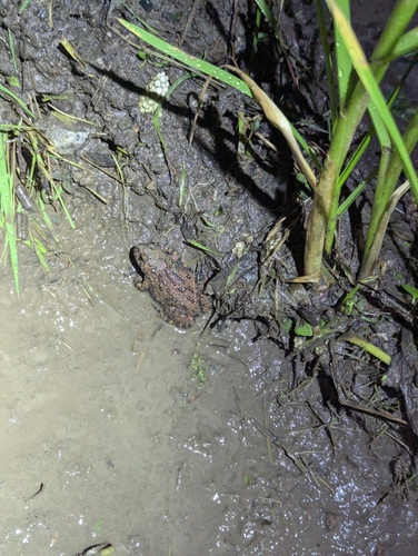Oriental Fire-bellied Toad