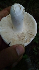 Russula basifurcata