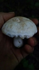 Russula basifurcata