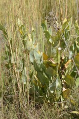 Gomphocarpus glaucophyllus