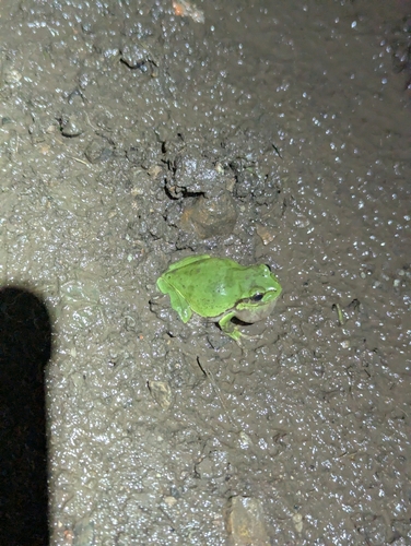 Japanese Tree Frog