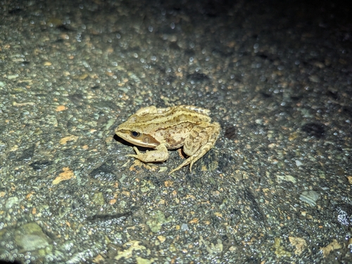 Siberian Wood Frog