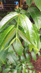 Magnoliopsida
