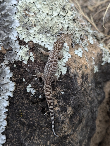 Phyllodactylus leoni