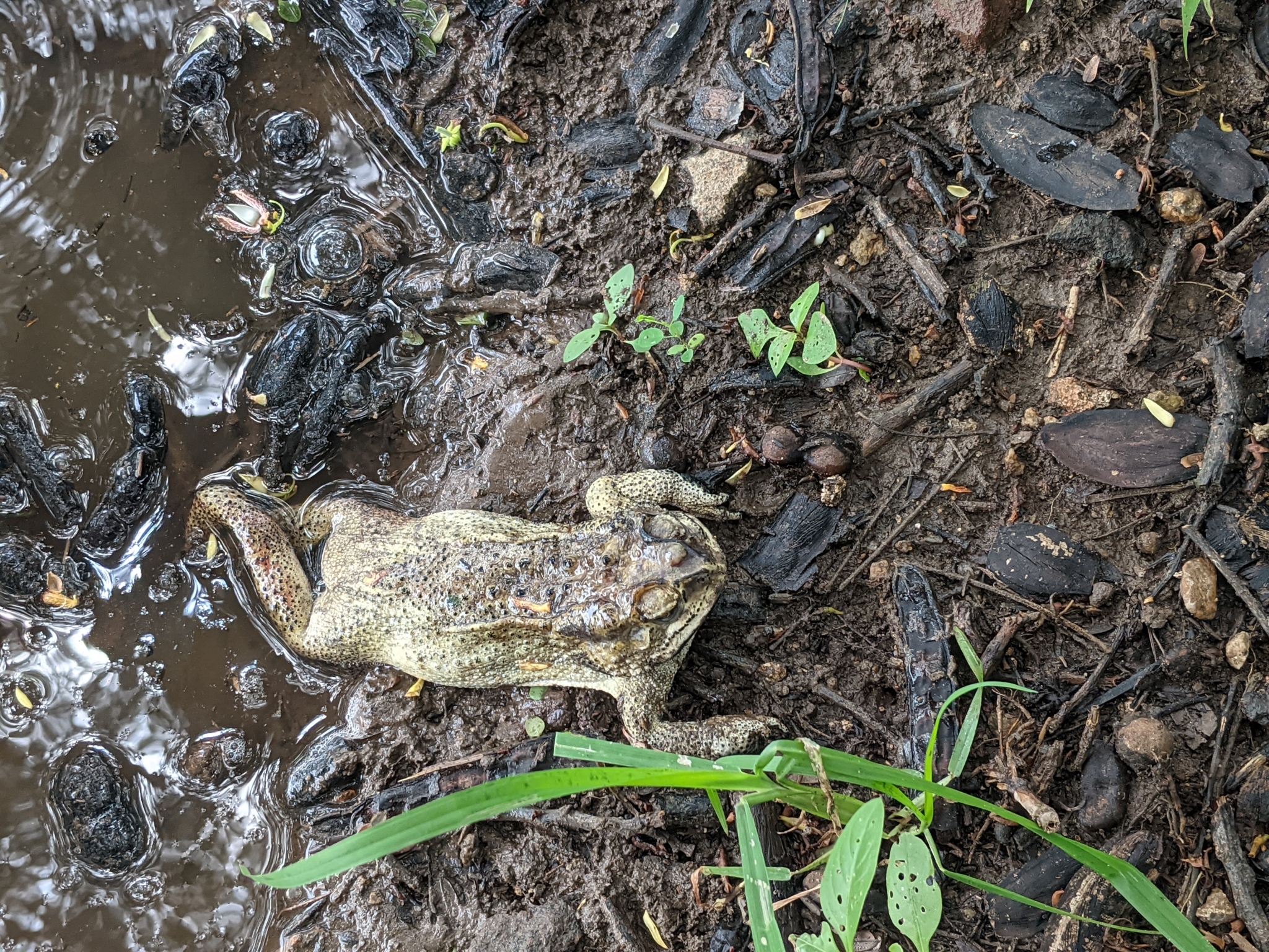 Indian Common True Toad