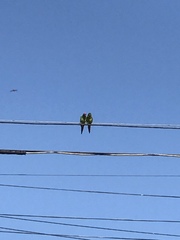 Psittacara erythrogenys