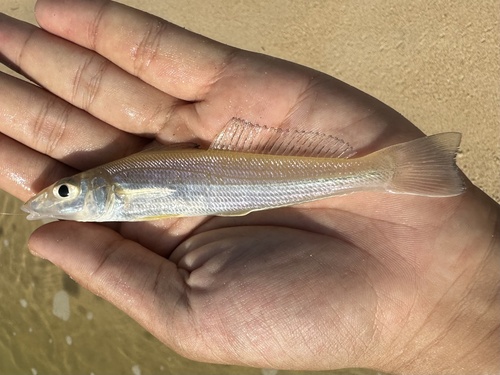 Asian sillago (Sillago asiatica) — Sillaginidae — 2