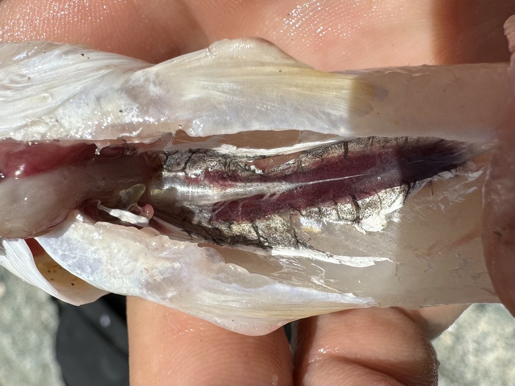 Clubfoot Sillago