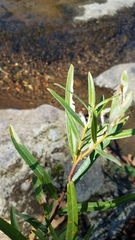 Salix melanopsis