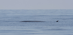 Balaenoptera