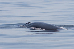 Balaenoptera
