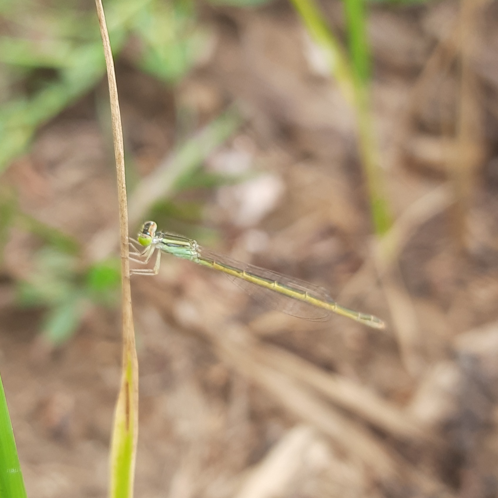 Golden Bluetail