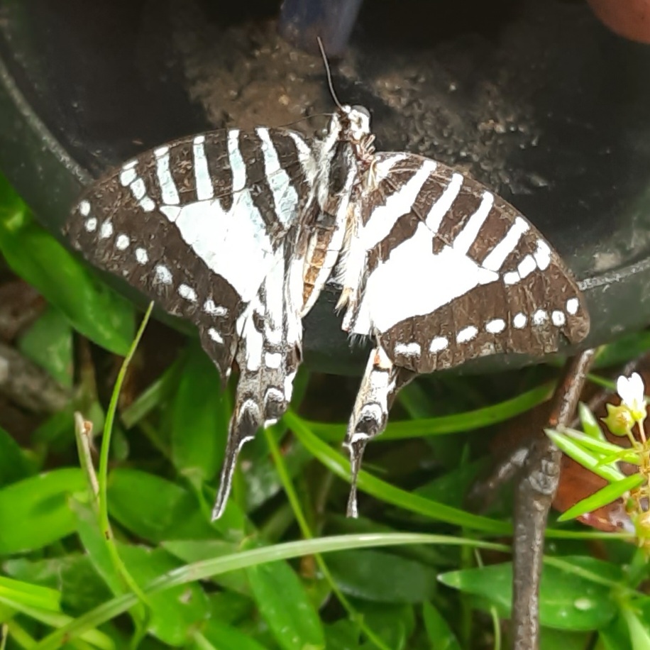 Spot Swordtail