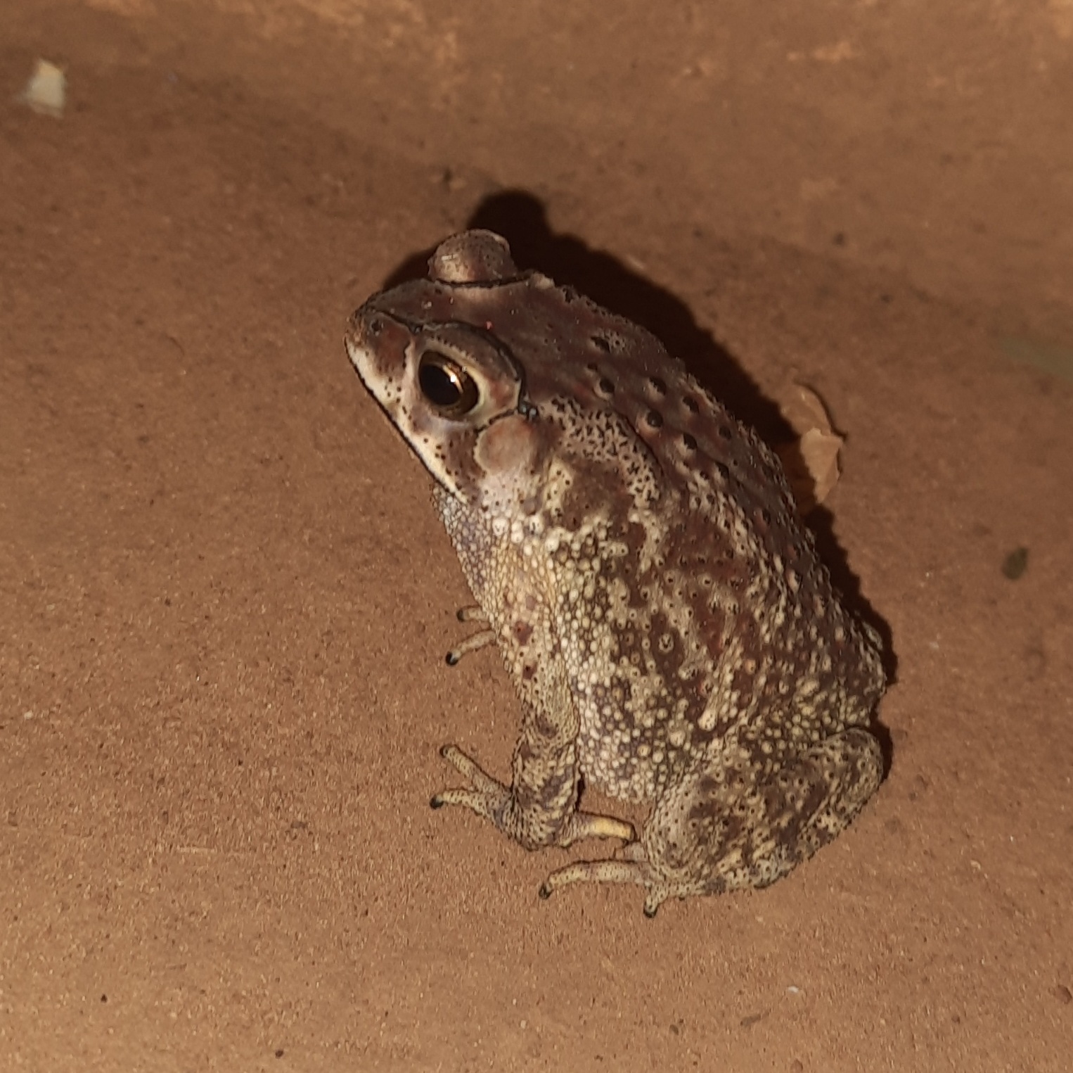 Indian Common True Toad