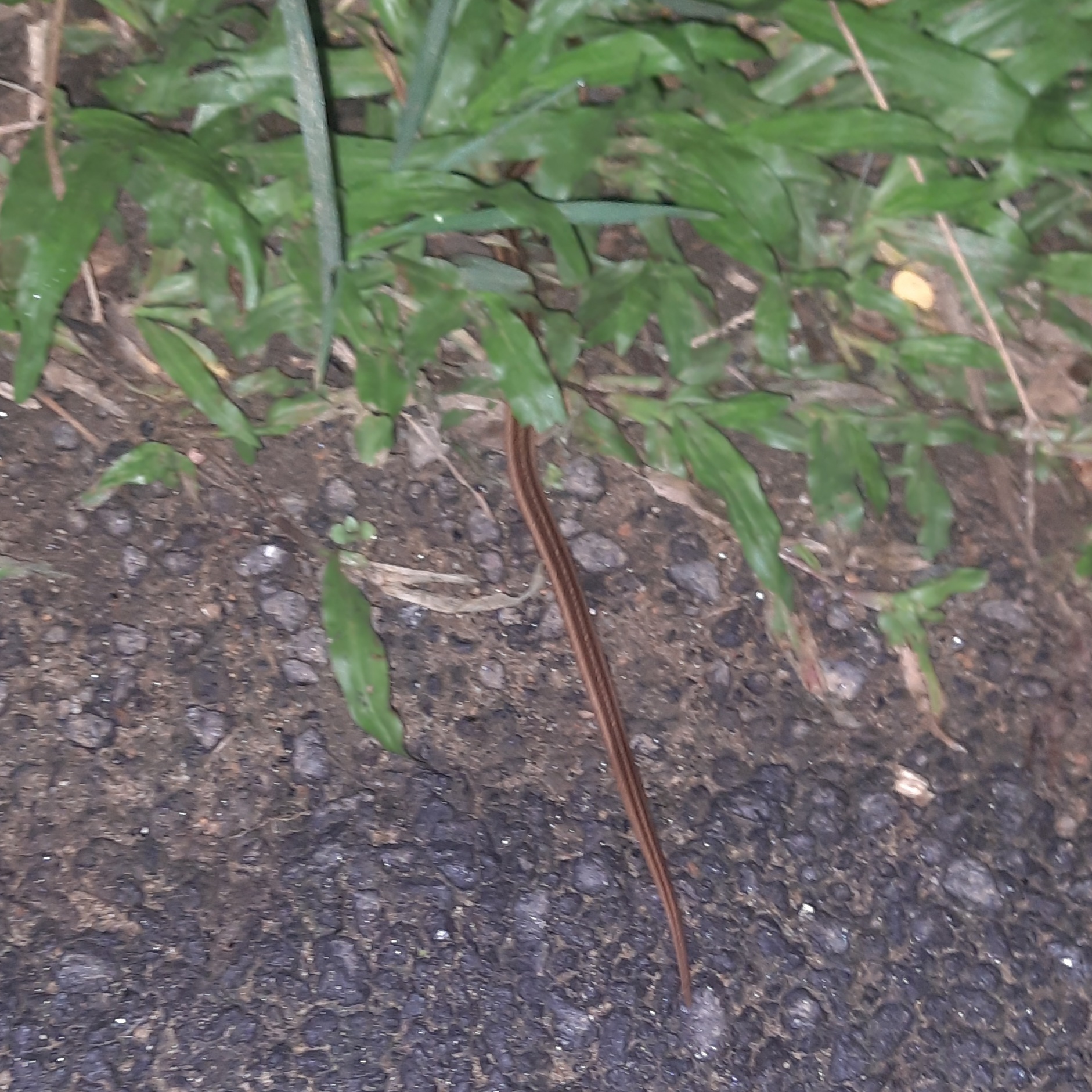Streaked Kukri Snake