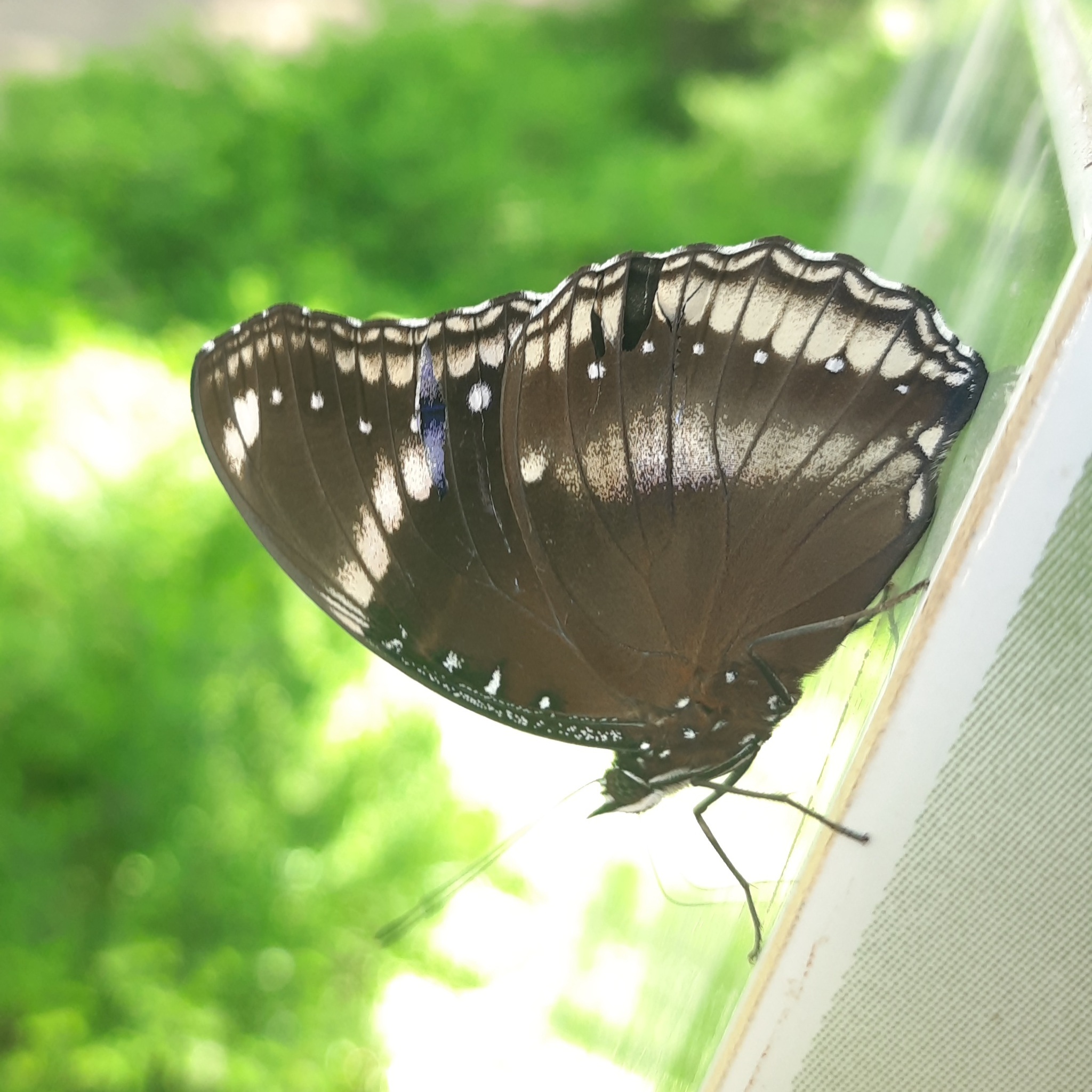 Great Eggfly