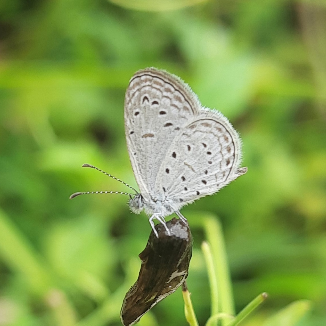 Tiny Grass Blue