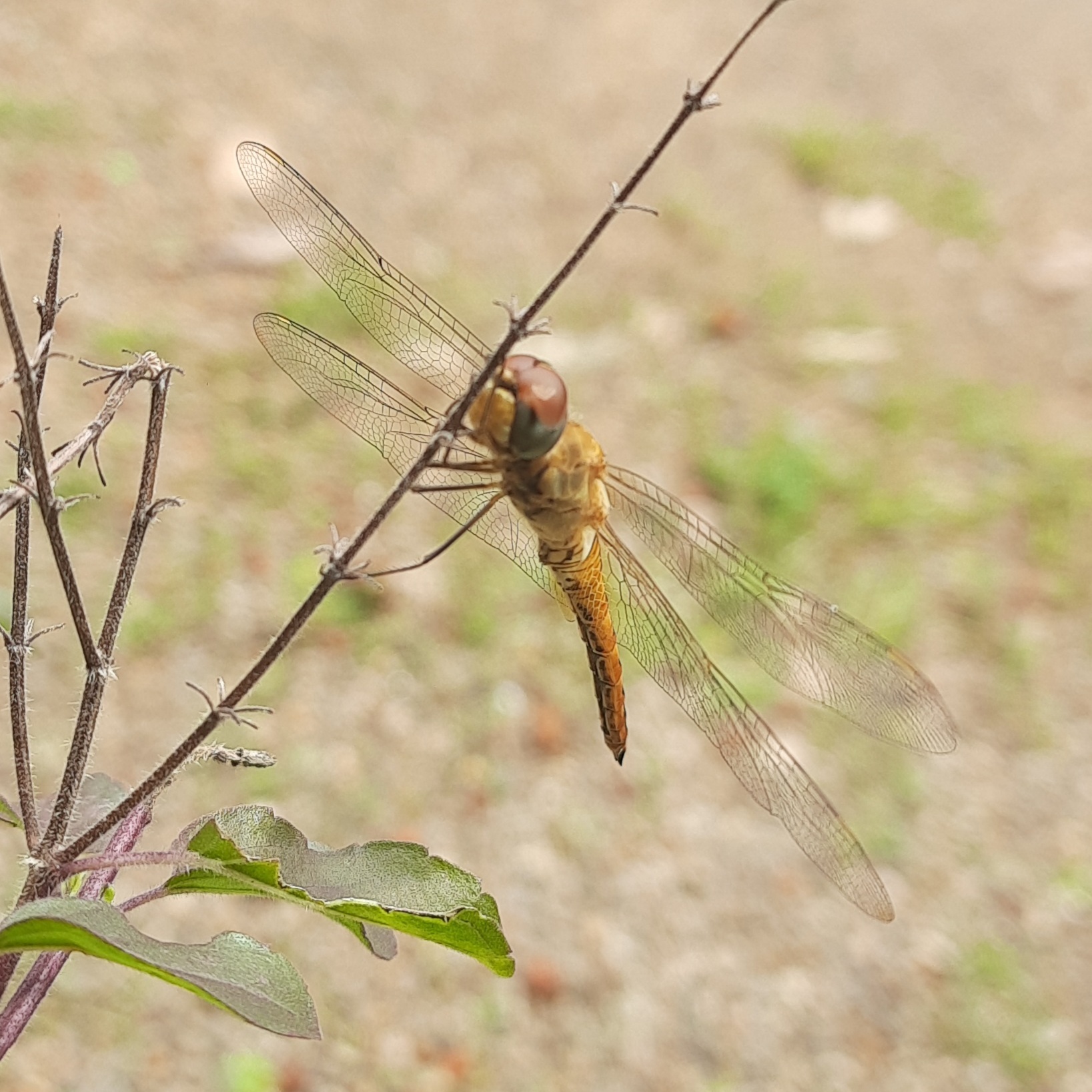Globe Skimmer