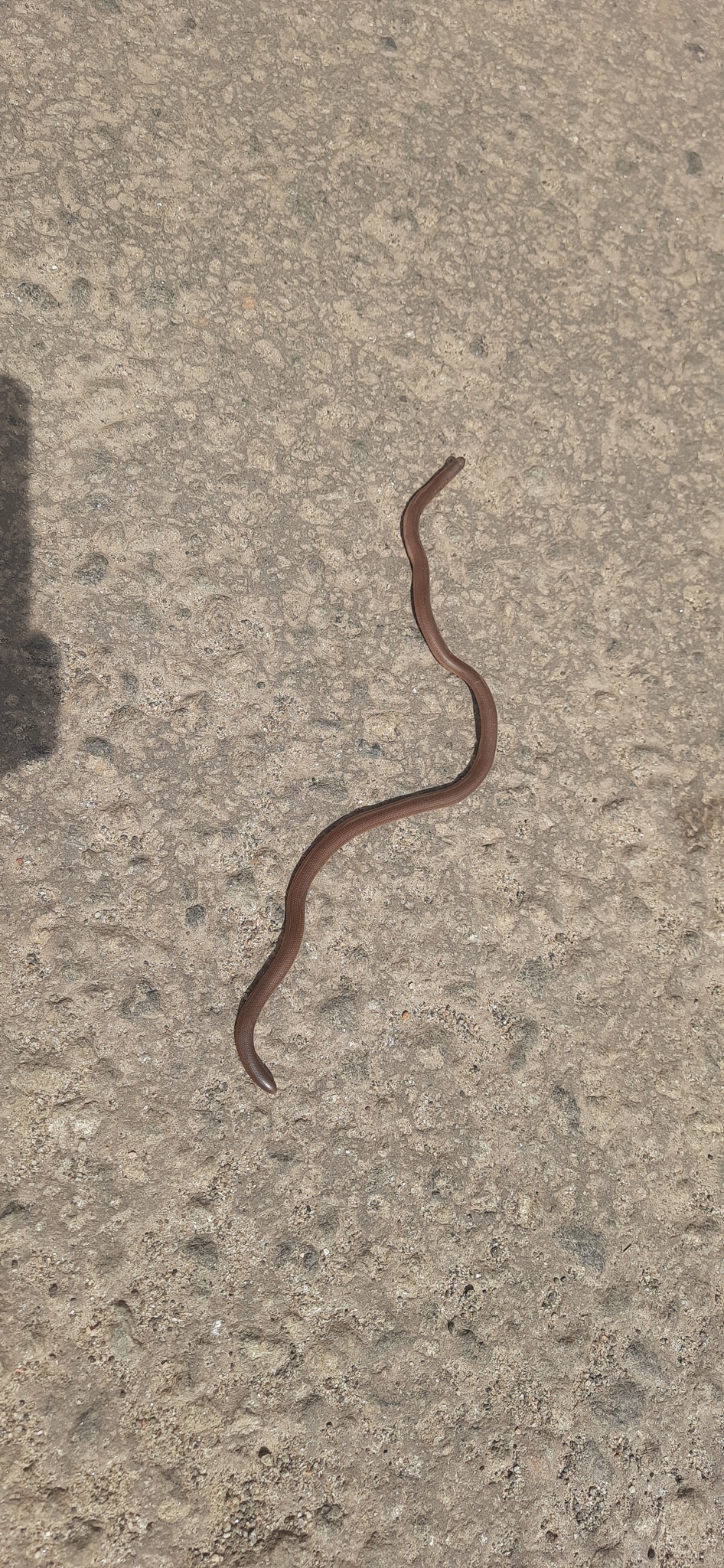 Beaked Worm Snake