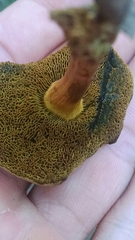 Boletus harrisonii