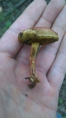 Boletus harrisonii