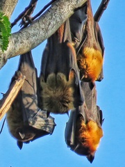 Indian Flying Fox photo 4