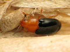 Triplax thoracica
