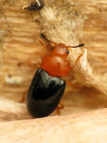 Breastplated Pleasing Fungus Beetle