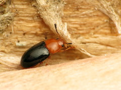 Triplax thoracica