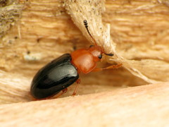Triplax thoracica