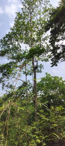 Endospermum chinense, photograph 3