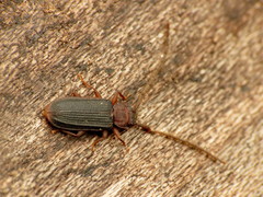 Uleiota dubia