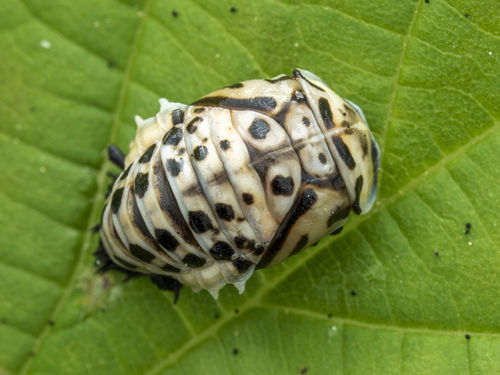 Akiuotoji Boružė nuotrauka