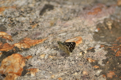 Spialia