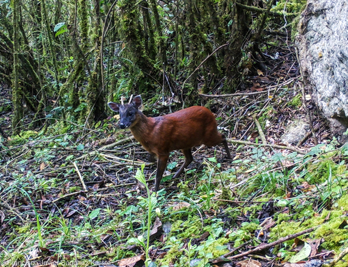 Dwarf Red Brocket