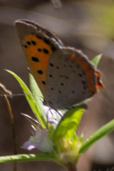 Lycaena phlaeas hypophlaeas