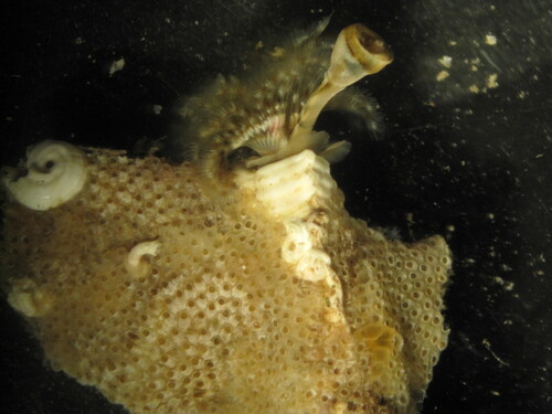 Photo of Lamarck's spirograph (Spirobranchus lamarcki)