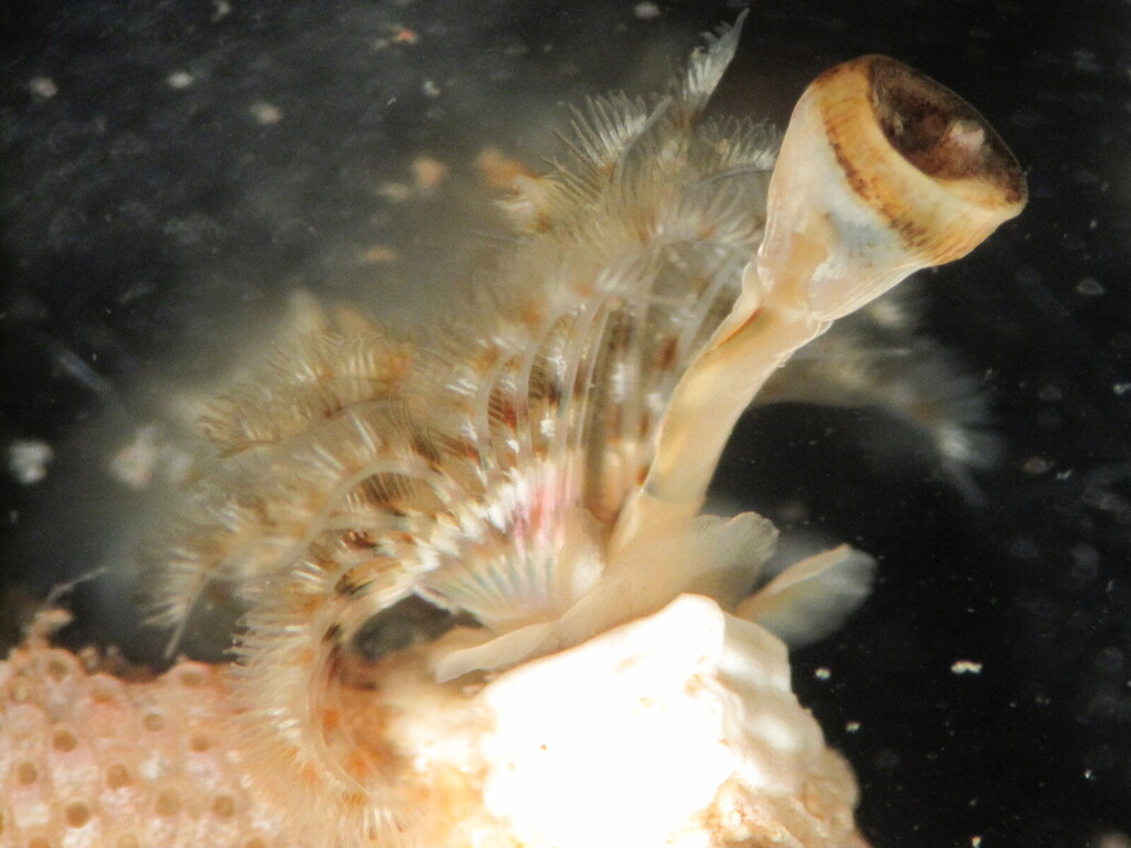 Photo of Lamarck's spirograph (Spirobranchus lamarcki)