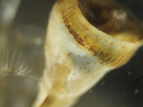 Photo of Lamarck's spirograph (Spirobranchus lamarcki)