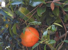 Melodinus suaveolens