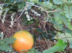 Melodinus suaveolens