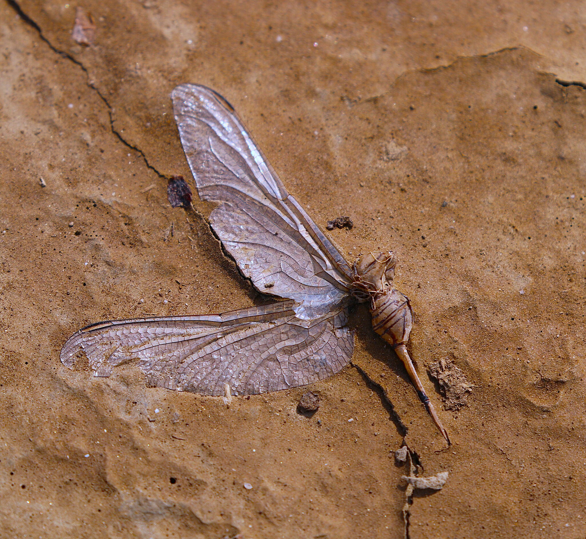 Slender Skimmer