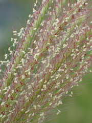 Finger Grass