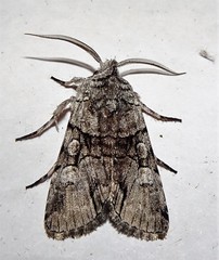 Sympistis chionanthi