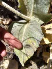 Asclepias californica californica