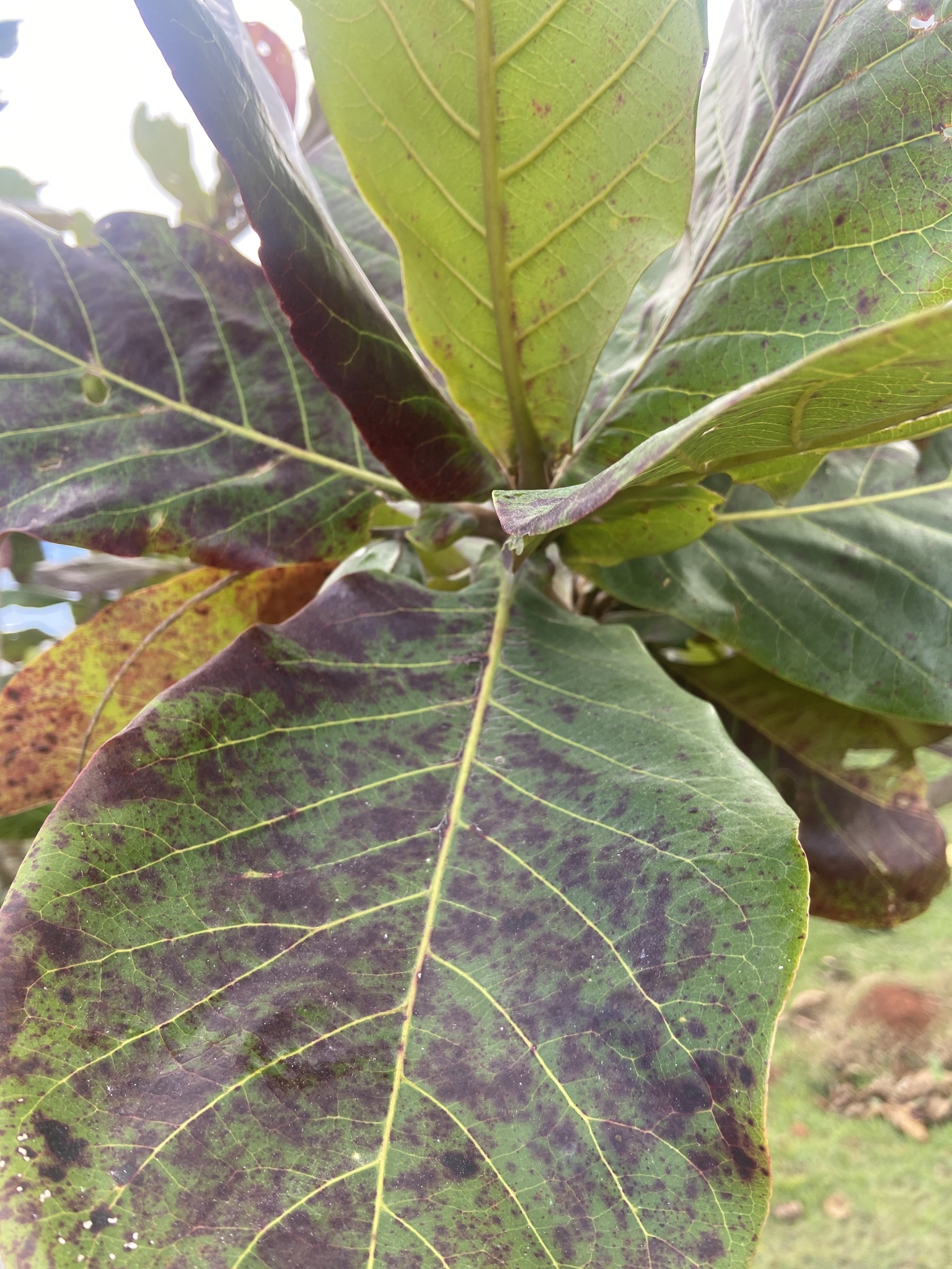 Terminalia catappa