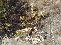 Asclepias californica californica